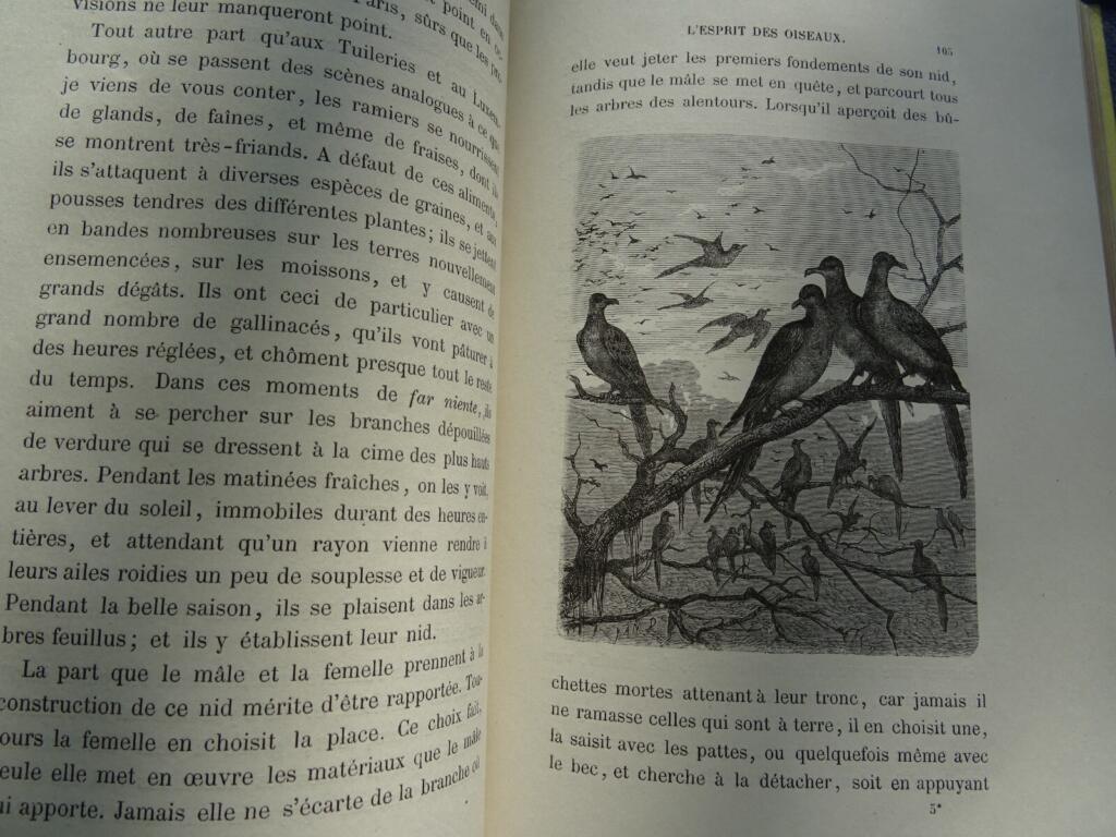 Ornithological study with naturalist illustrations