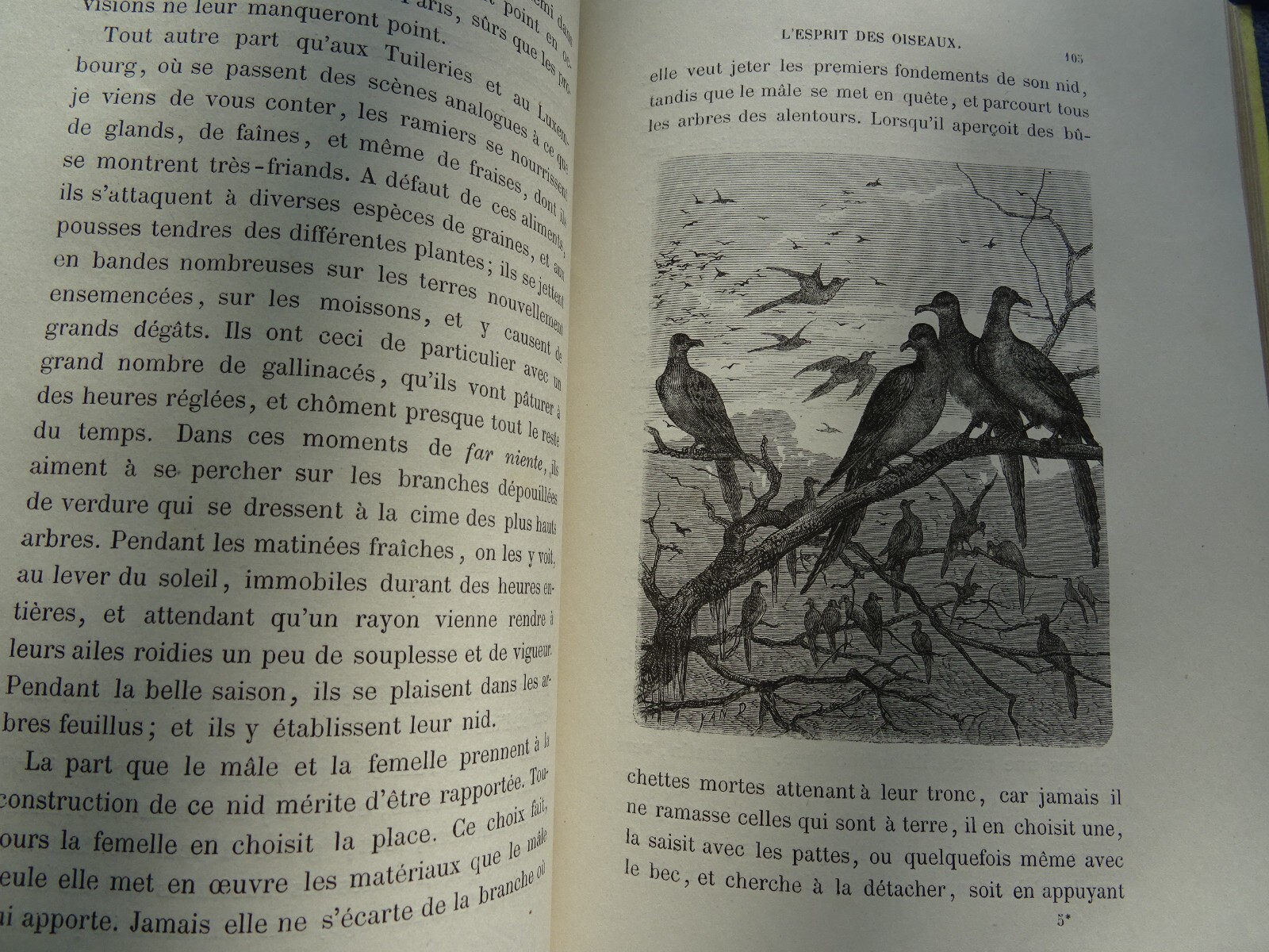 Essenz der Vögel - Image 6