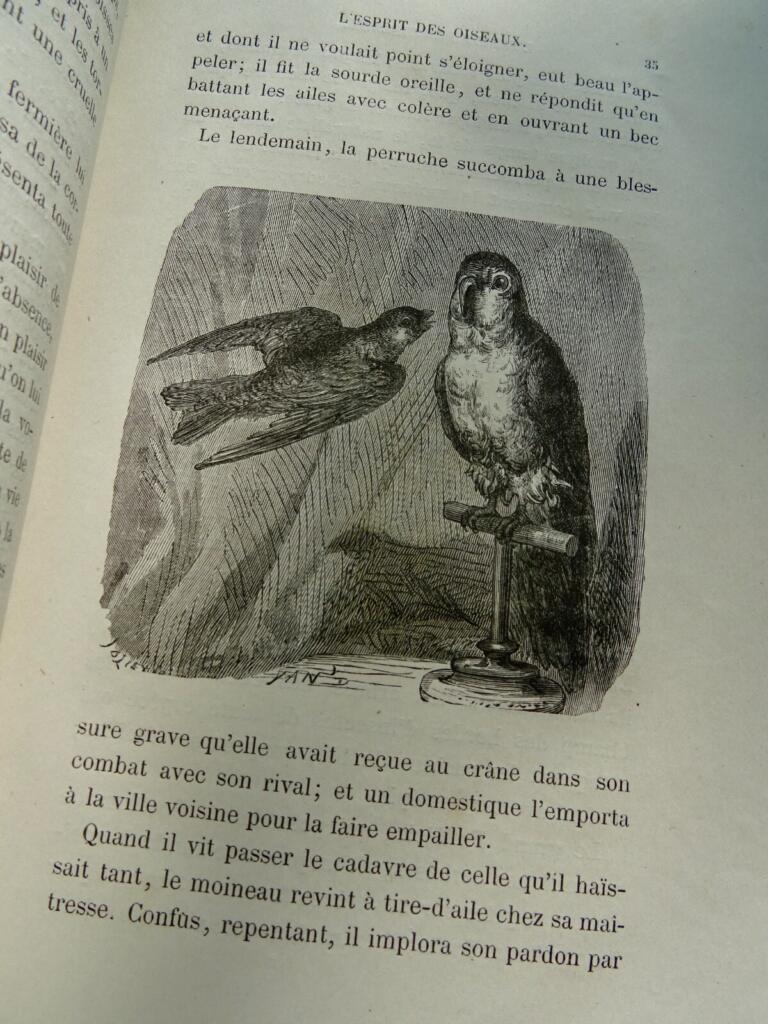 Ornithological study with naturalist illustrations