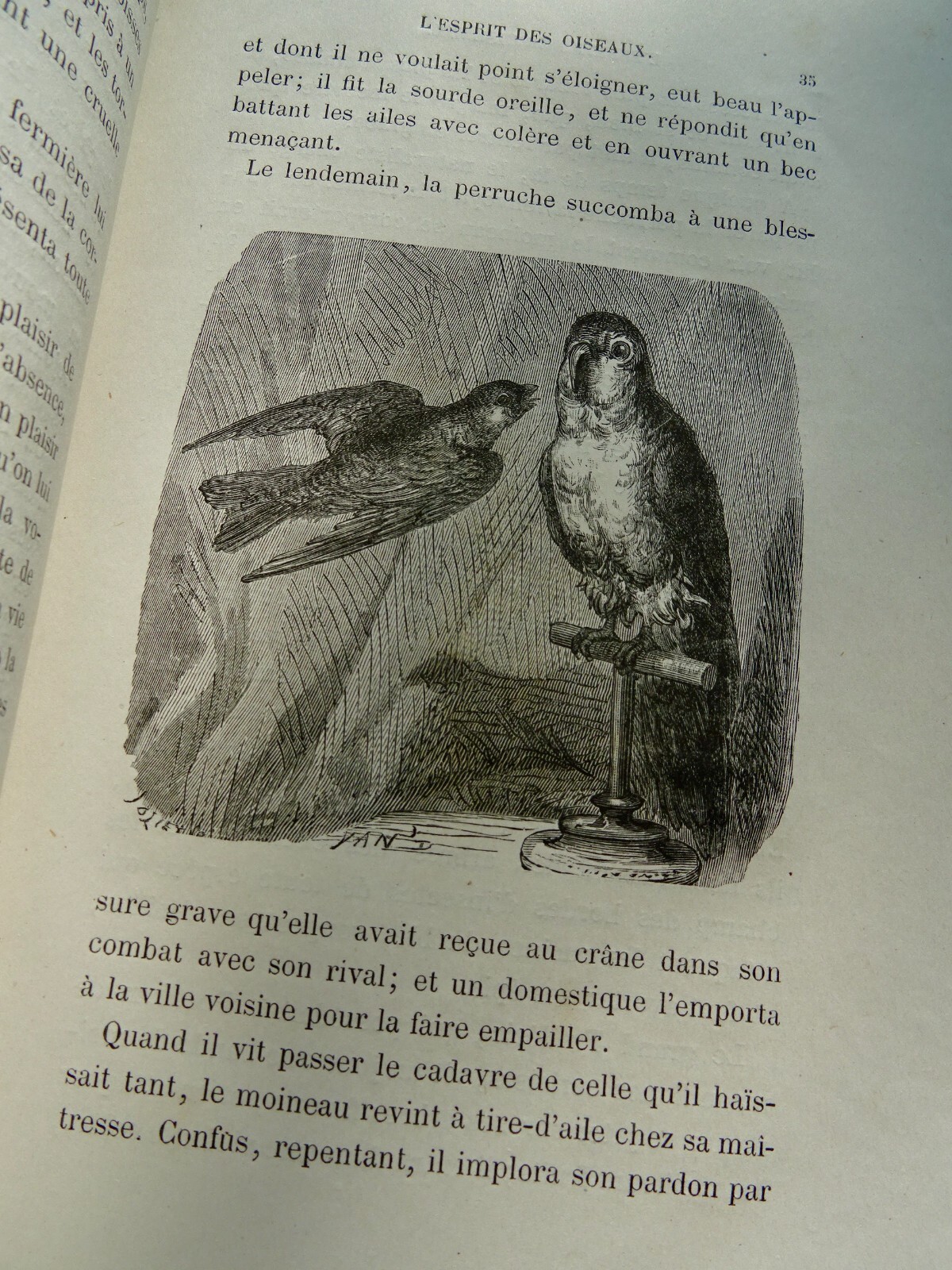 Essenz der Vögel - Image 7