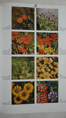 Praktisches Wörterbuch der Blumen und Pflanzen - Image 4