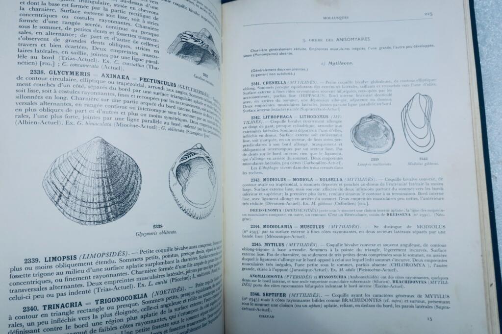 fossile DETERMINATION PRATIQUE DES FOSSILES