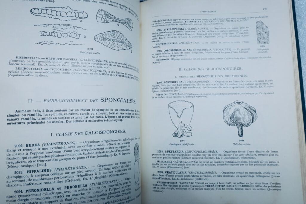 fossile DETERMINATION PRATIQUE DES FOSSILES