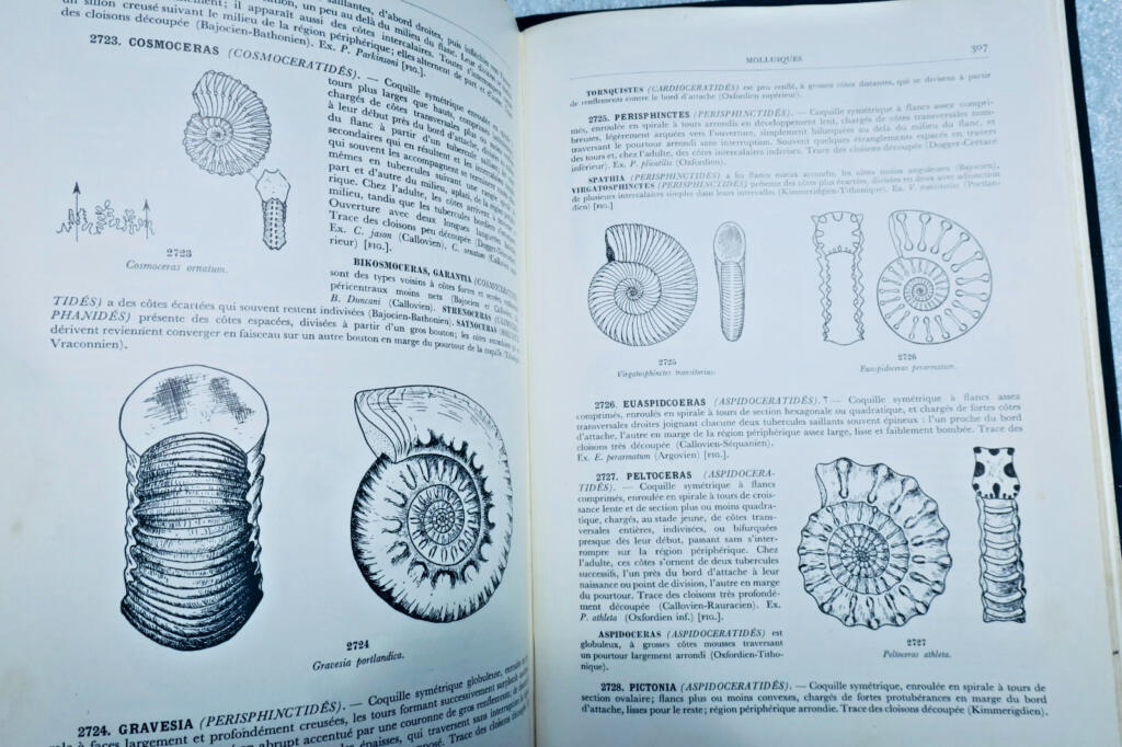 fossile DETERMINATION PRATIQUE DES FOSSILES