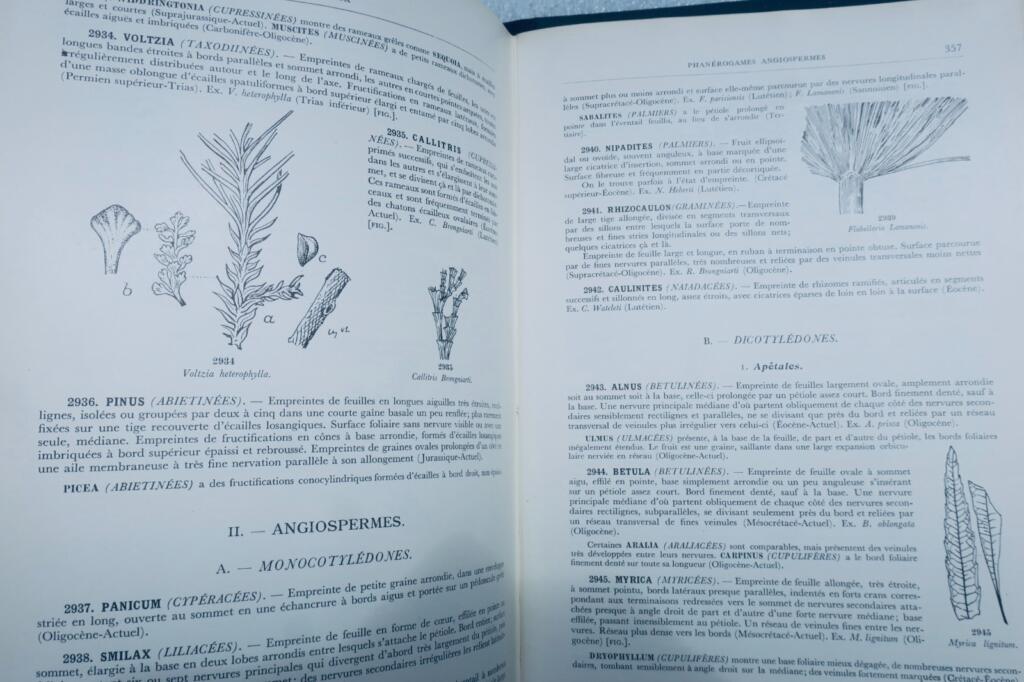 fossile DETERMINATION PRATIQUE DES FOSSILES