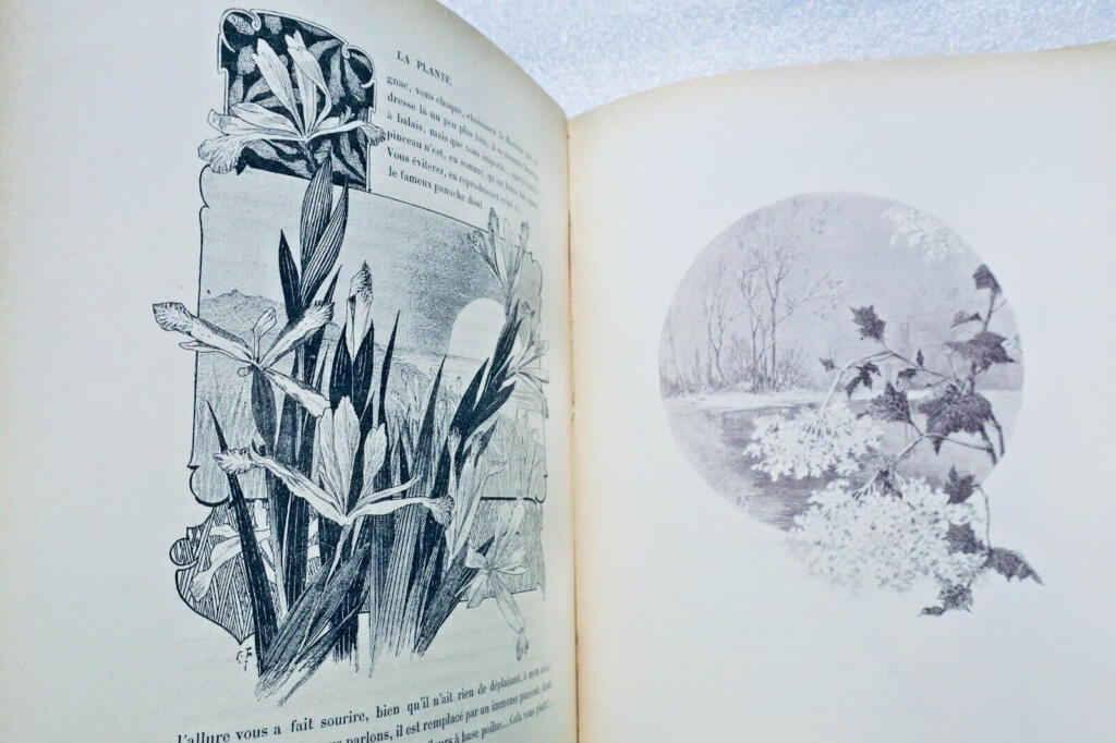 Plants, flowers, foliage, fruits, and vegetables in nature