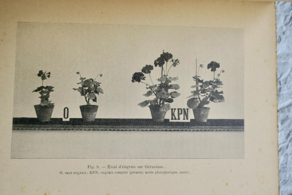 Proper Fertilization Methods for Flowers and Ornamentals