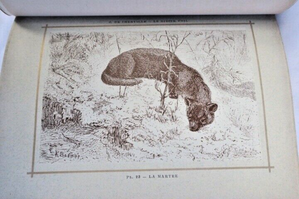 Erforschte Vierbeiner der Jagd