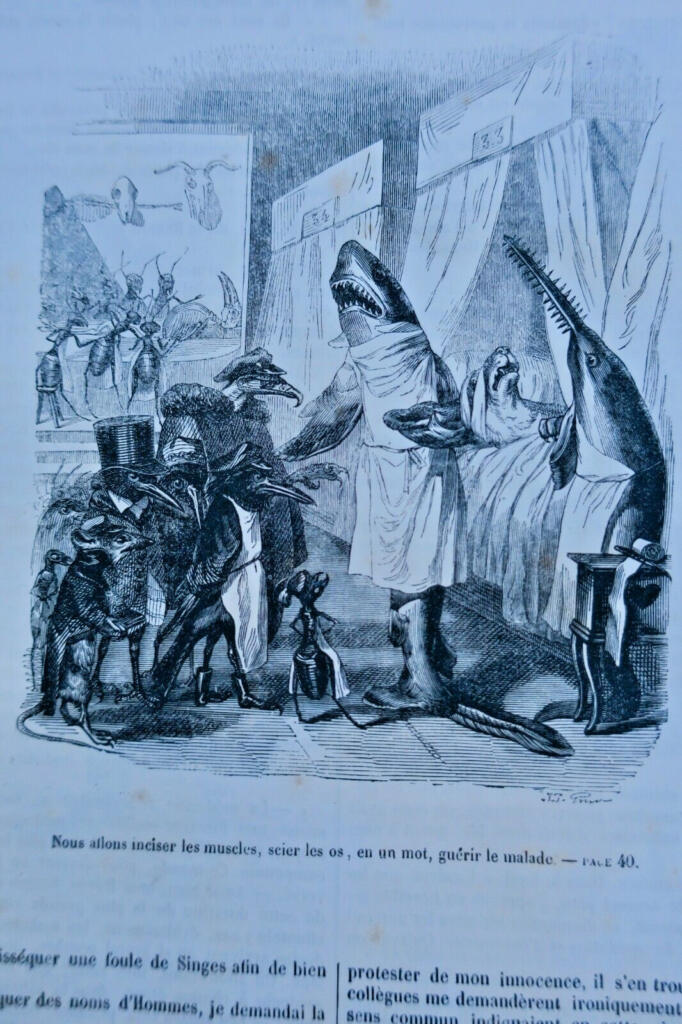 Animal Life: Public and Private Scenes