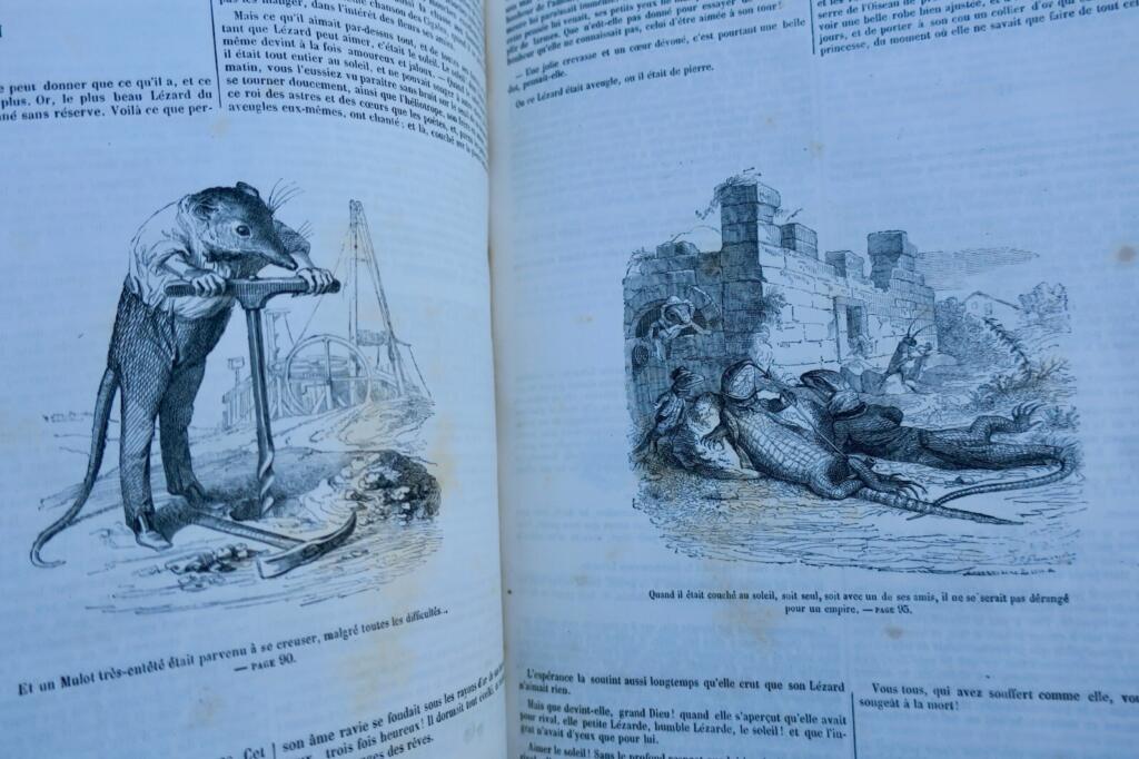 Animal Life: Public and Private Scenes