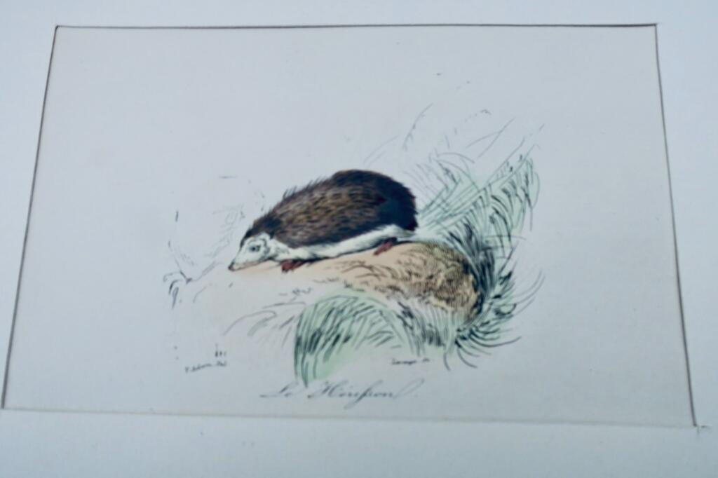 Hérisson カラー版画