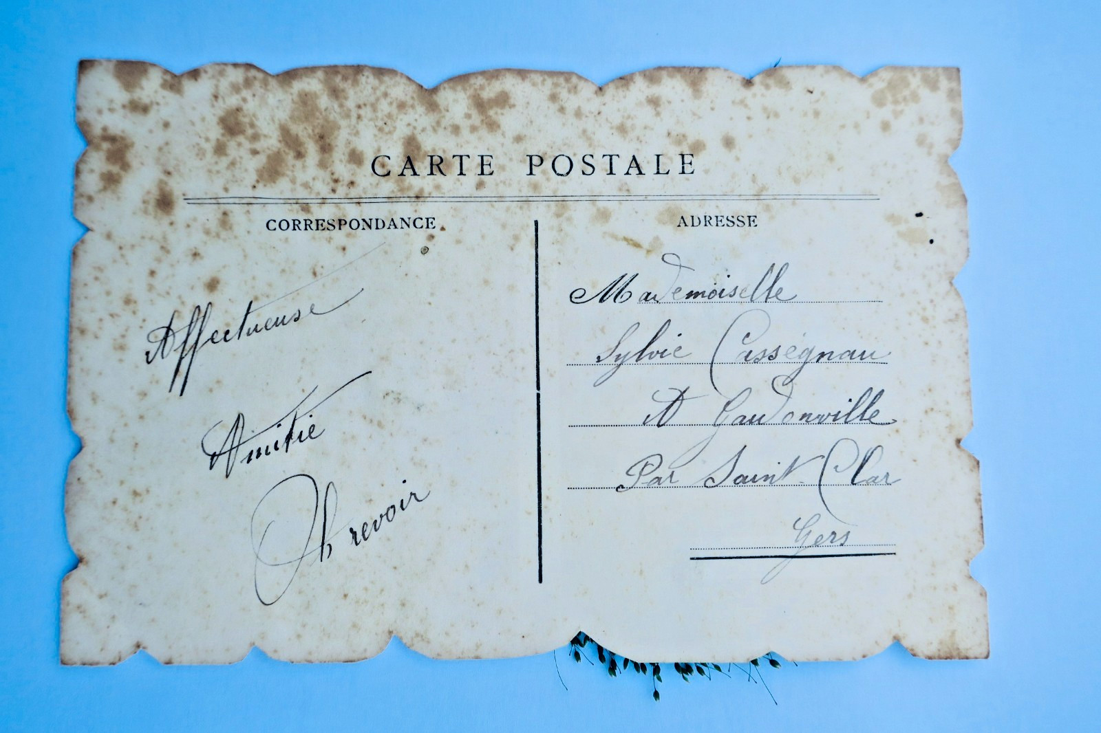 Heureuse Fête composition végétale & pensées - La Librairie Antique