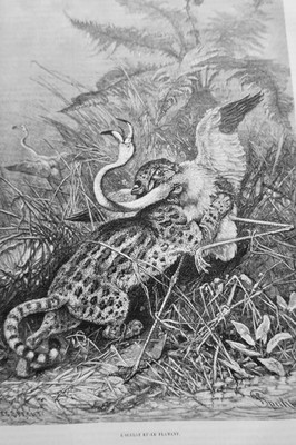 包含丰富木版画的狩猎杂志