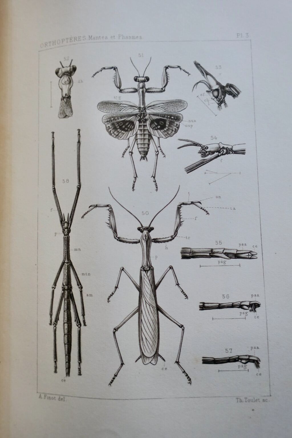 Französische Orthopterenfauna von 1890