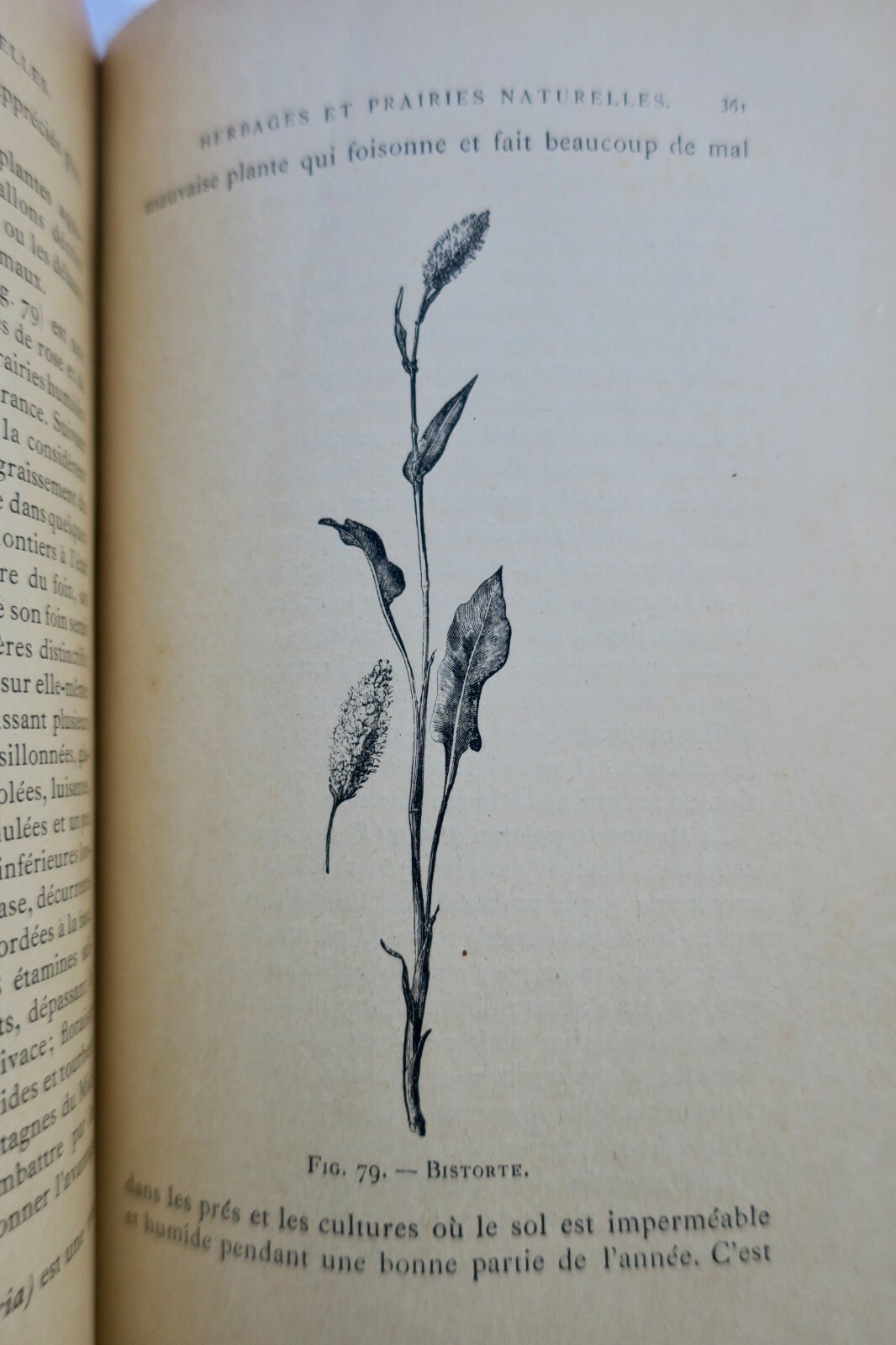 Natural Herbs and Meadows - Image 7