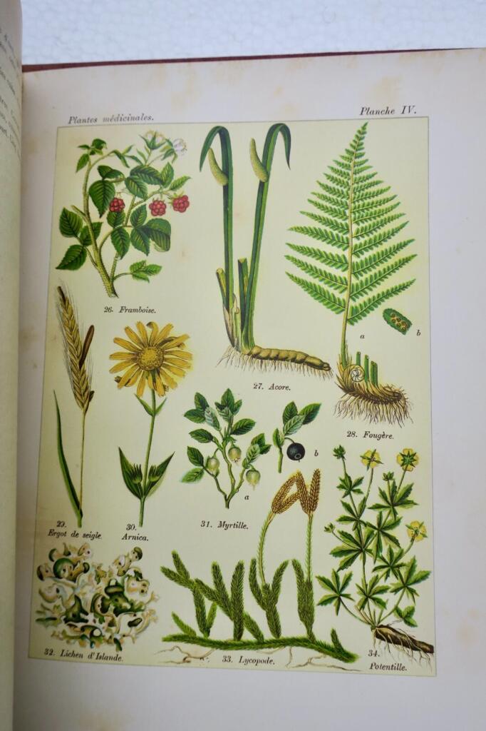 Plants: Nourishment, Healing, and Poison