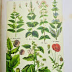 Jardin Coupin, Henri. Les plantes qui nourrissent, qui guérissent, 1905