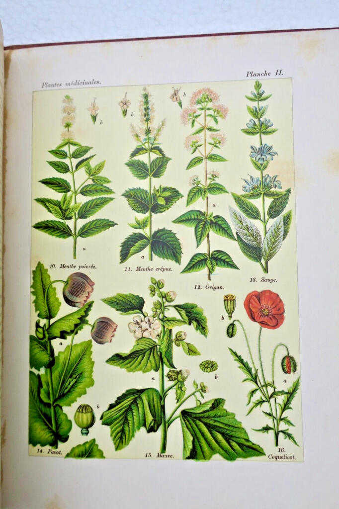 Plants: Nourishment, Healing, and Poison