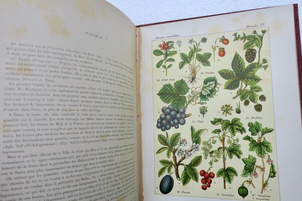 Plants: Nourishment, Healing, and Poison