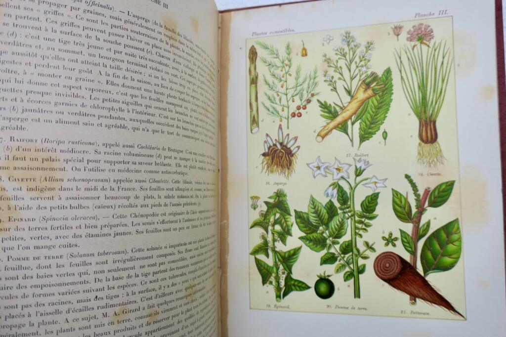 Plants: Nourishment, Healing, and Poison