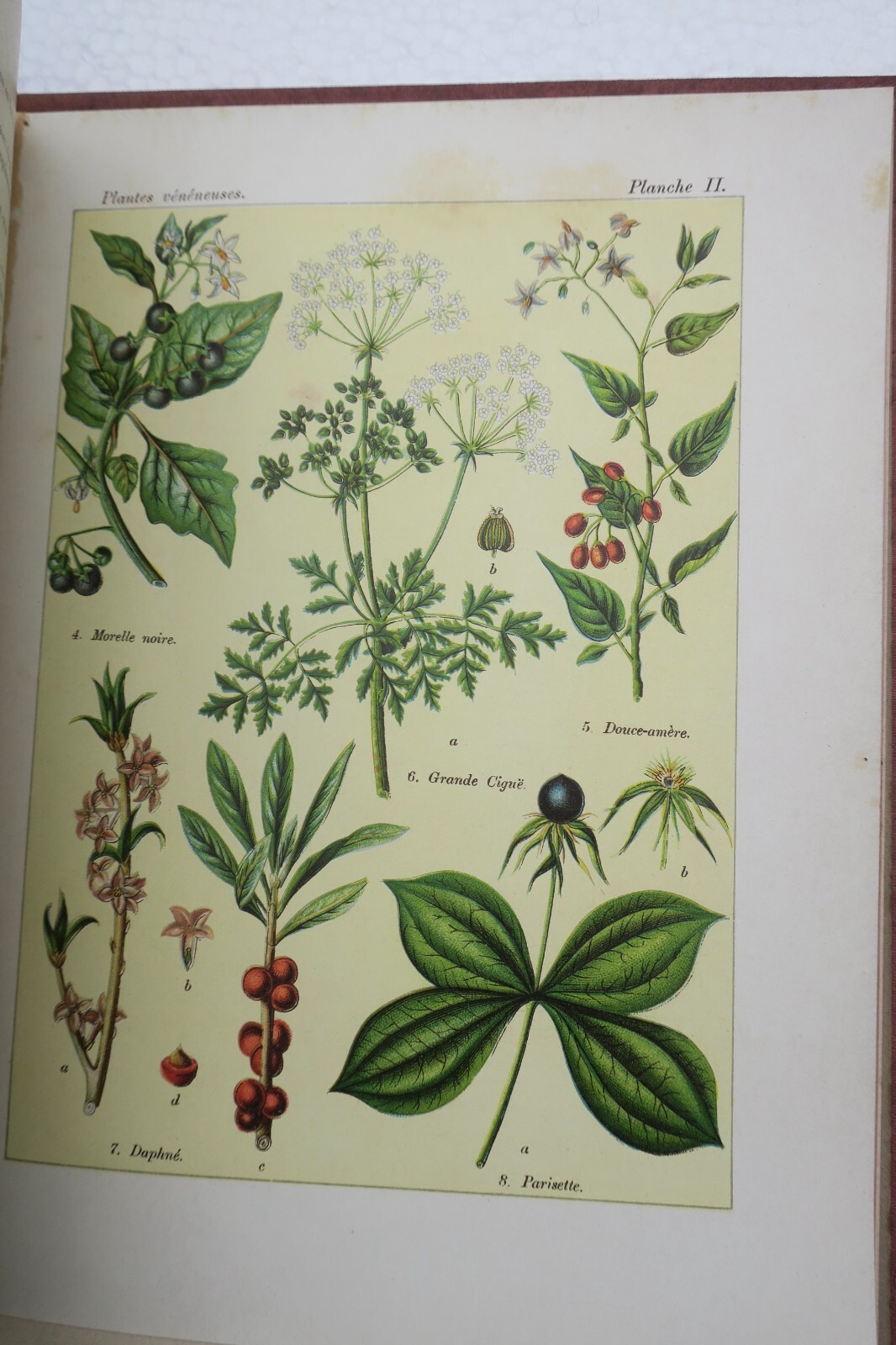 Plants: Nourishment, Healing, and Toxicity - Image 6