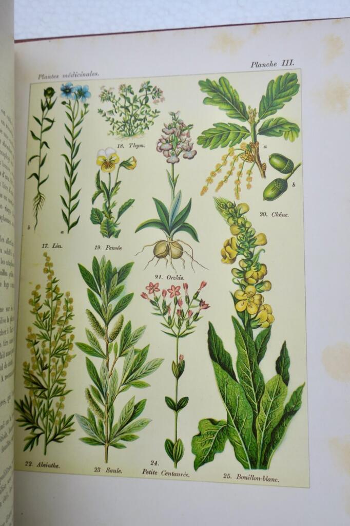 Plants: Nourishment, Healing, and Poison