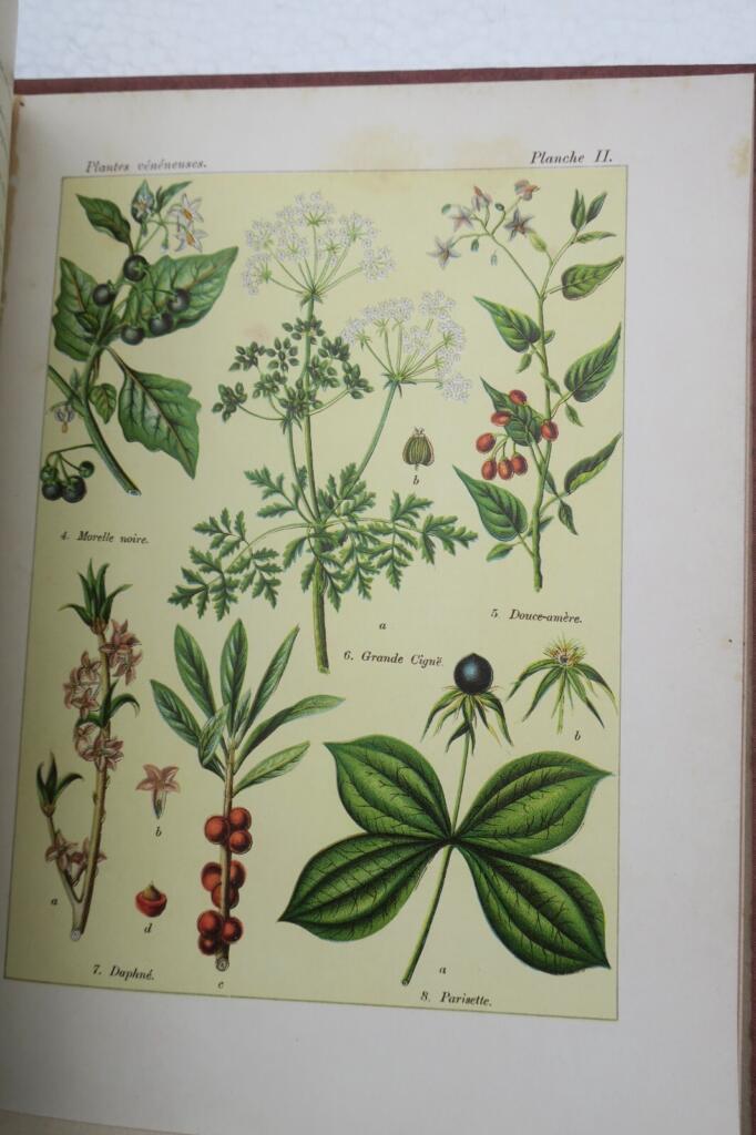 Plants: Nourishment, Healing, and Poison