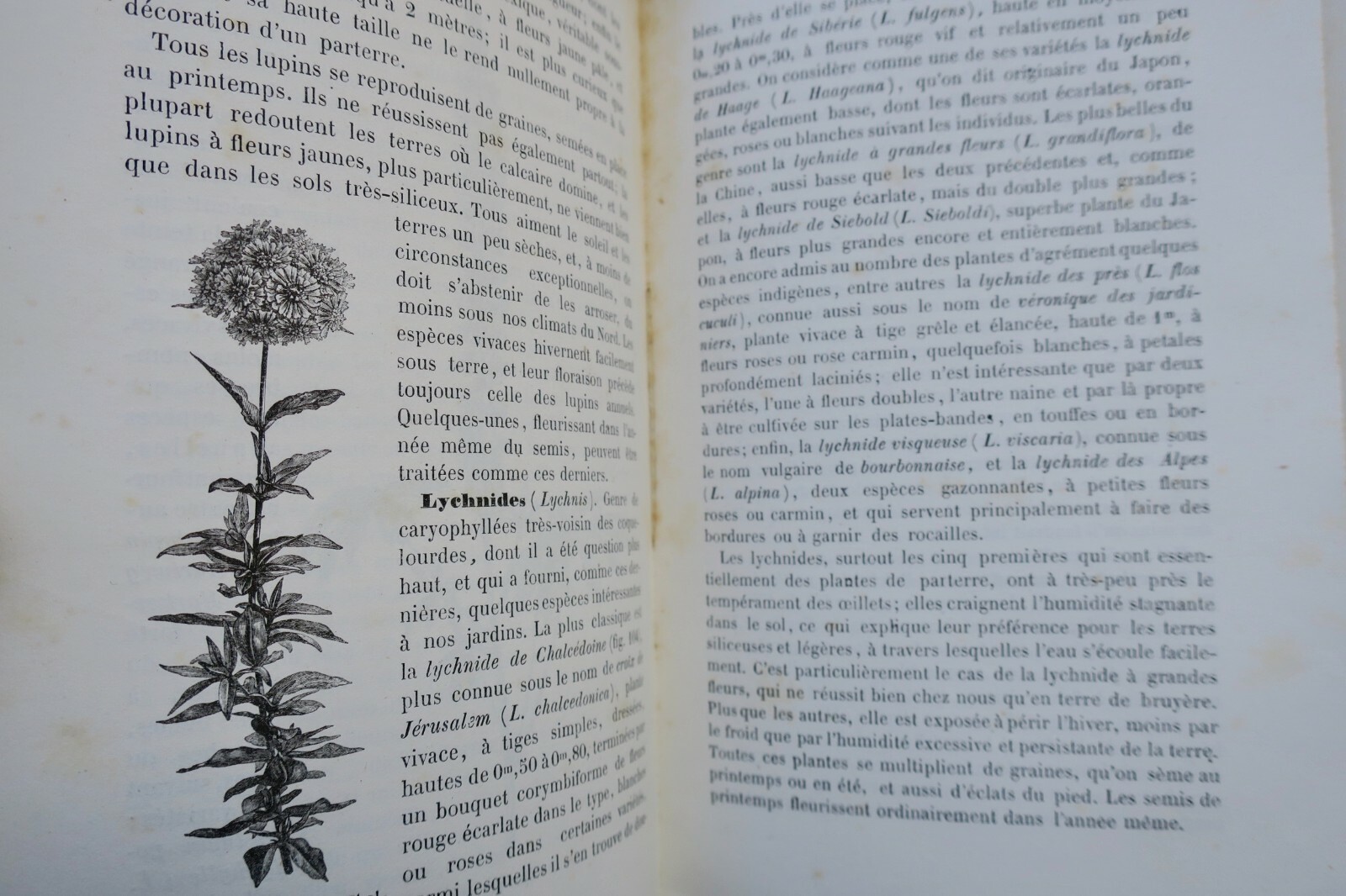 Guide to Gardening and Horticulture<span class="lla-card-orig-wrap"><span class="lla-card-orig">❦ Jardin Decaisne Naudin Manuel de l’amateur des jardins, Horticulture</span></span> - La Librairie Antique