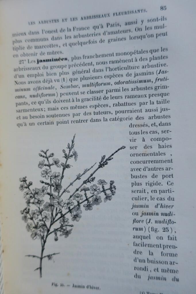 Jardin Decaisne Naudin Manuel de l&rsquo;amateur des jardins, Horticulture