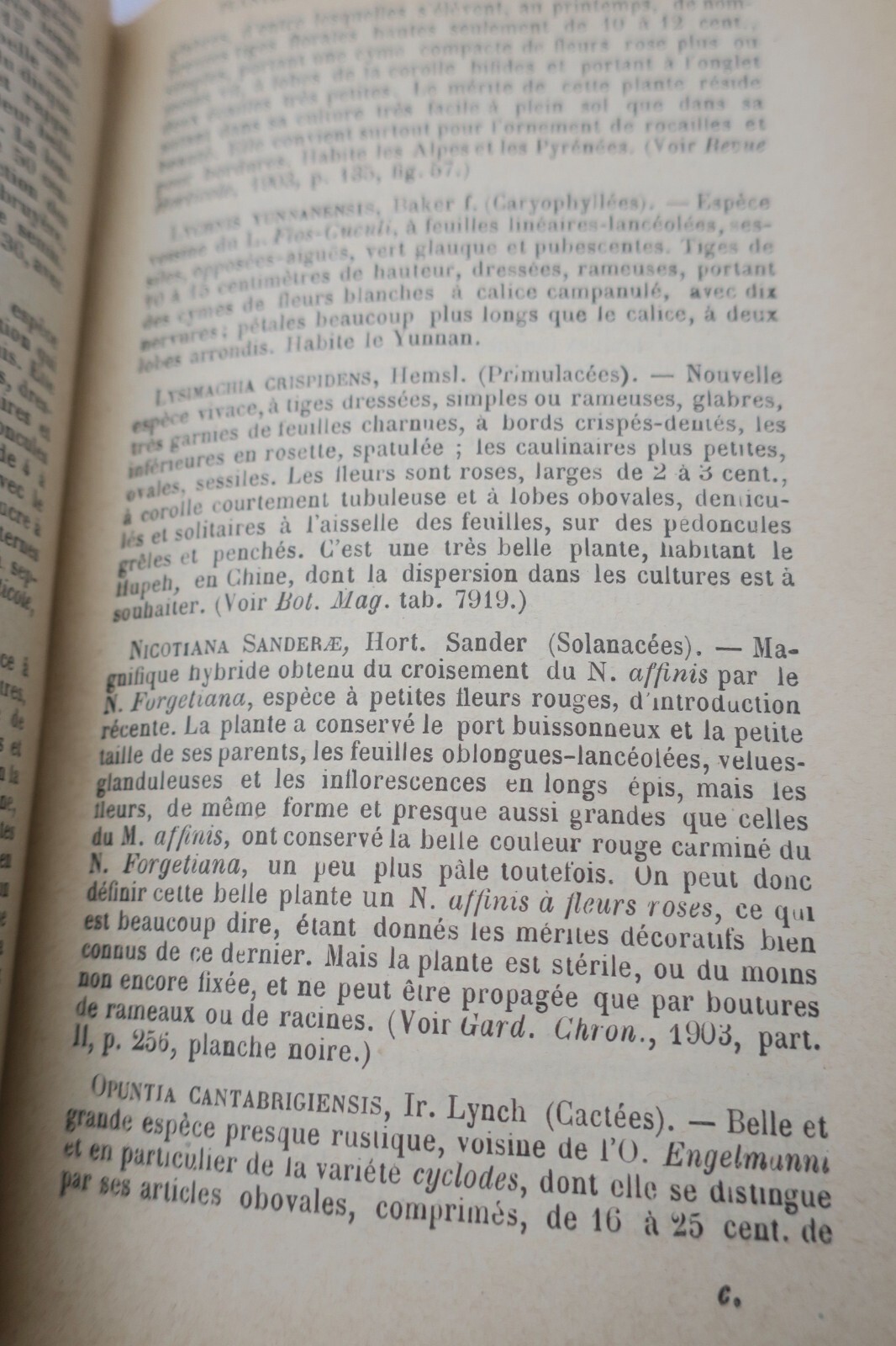 Garten Almanach für 1904 - Image 6