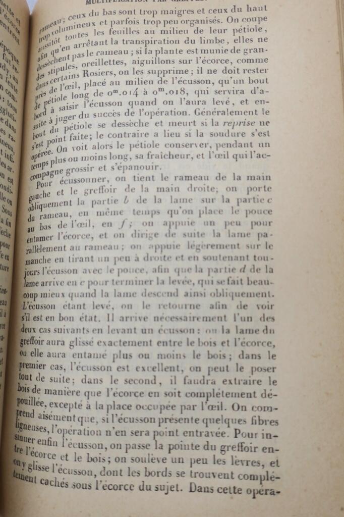 Garten Almanach für 1904