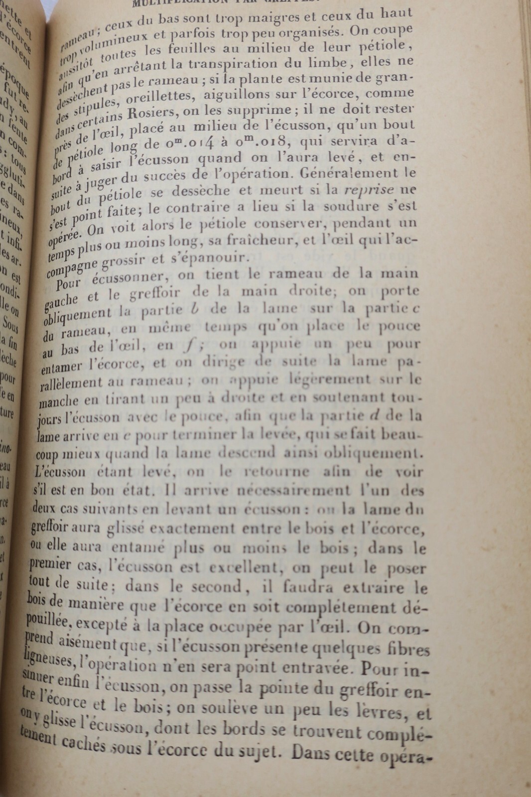 Garten Almanach für 1904 - Image 5