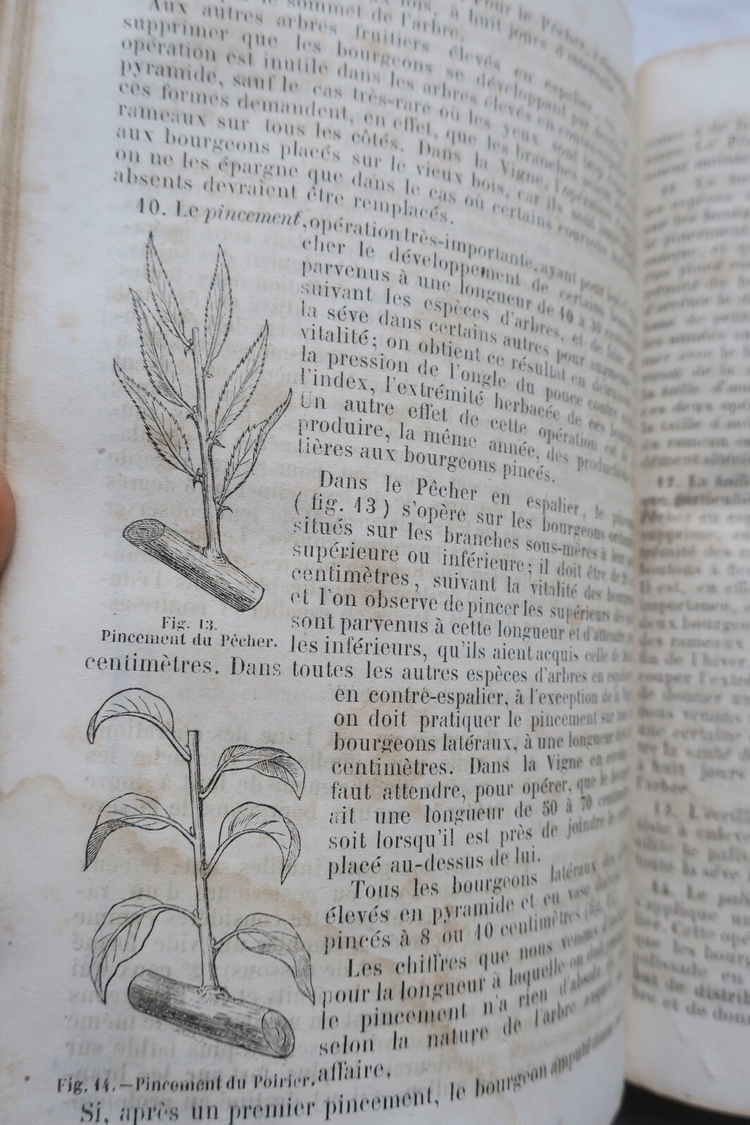 Illustriertes Gartenbau-Handbuch 1865 - Image 9