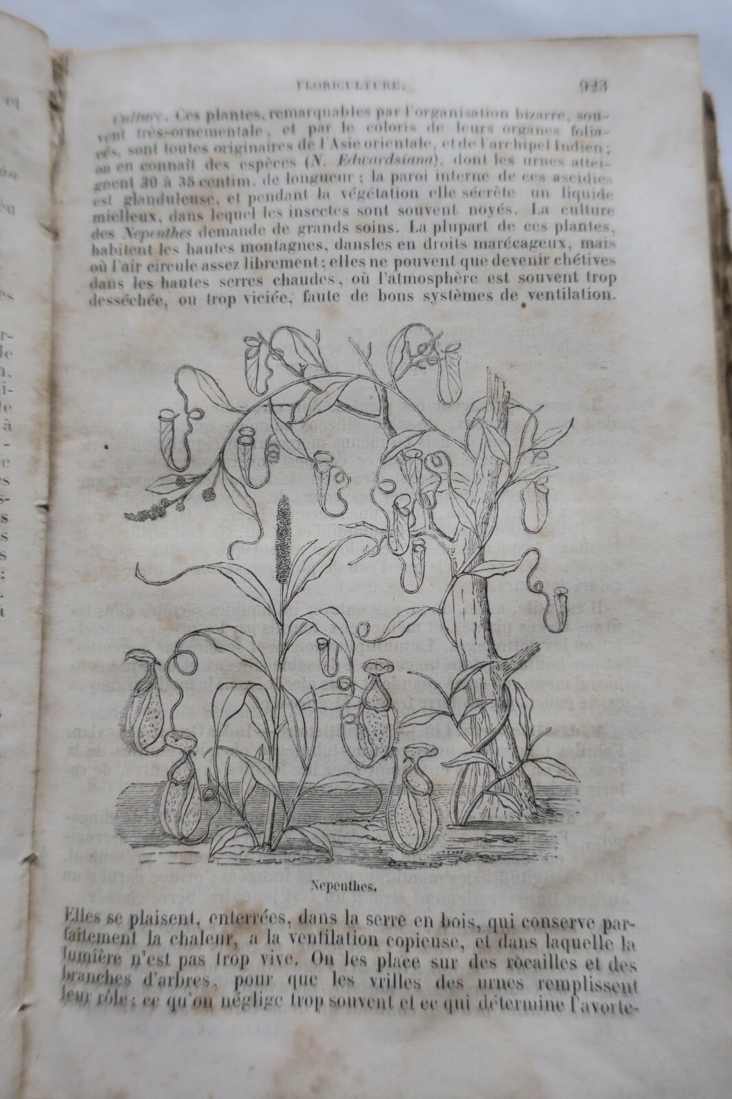 Illustriertes Gartenbau-Handbuch 1865 - Image 7