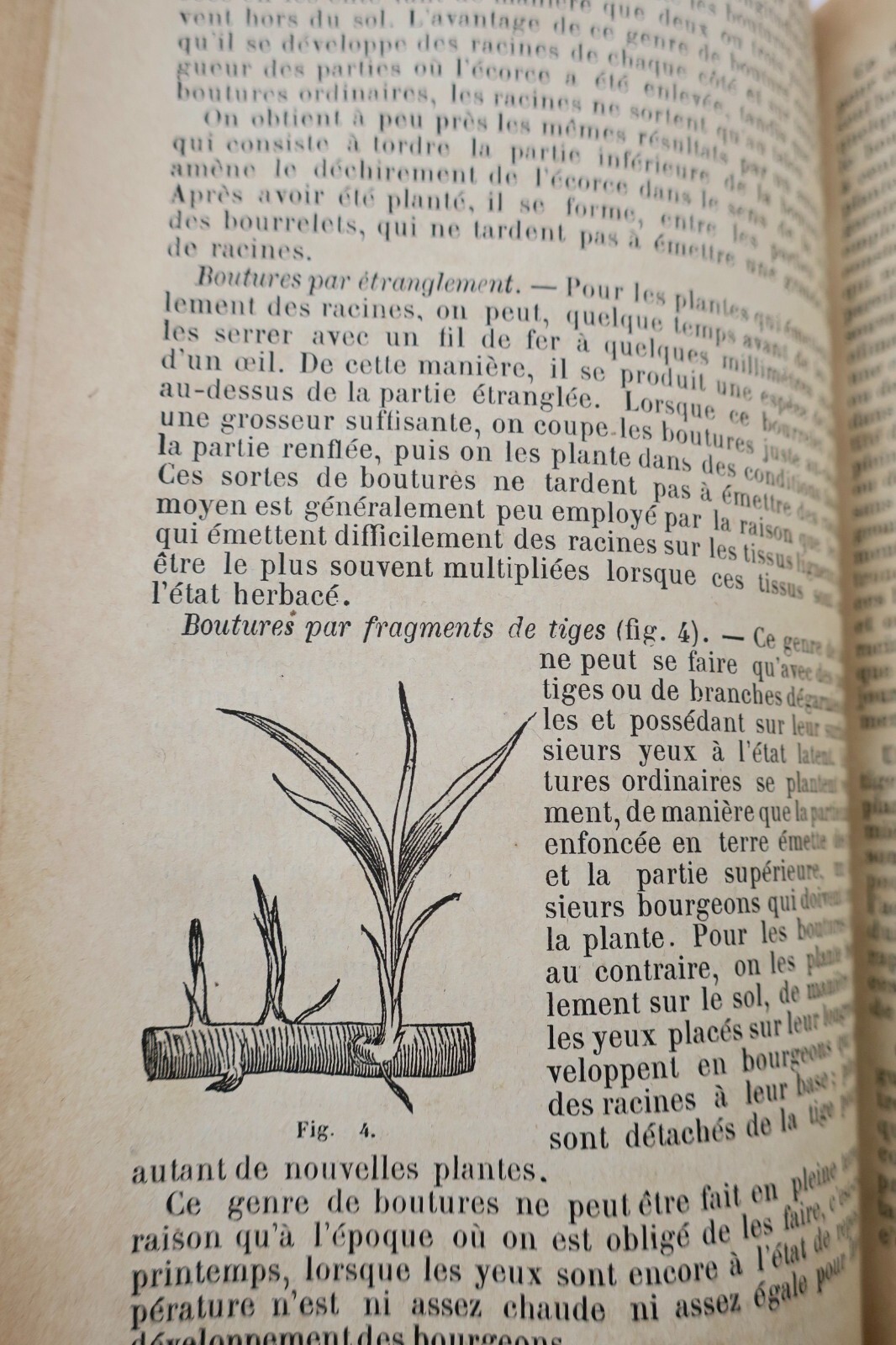 Illustrierter Gartenführer für 1884 - Image 7