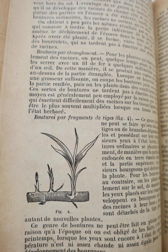 Illustriertes Gartenbuch aus 1884