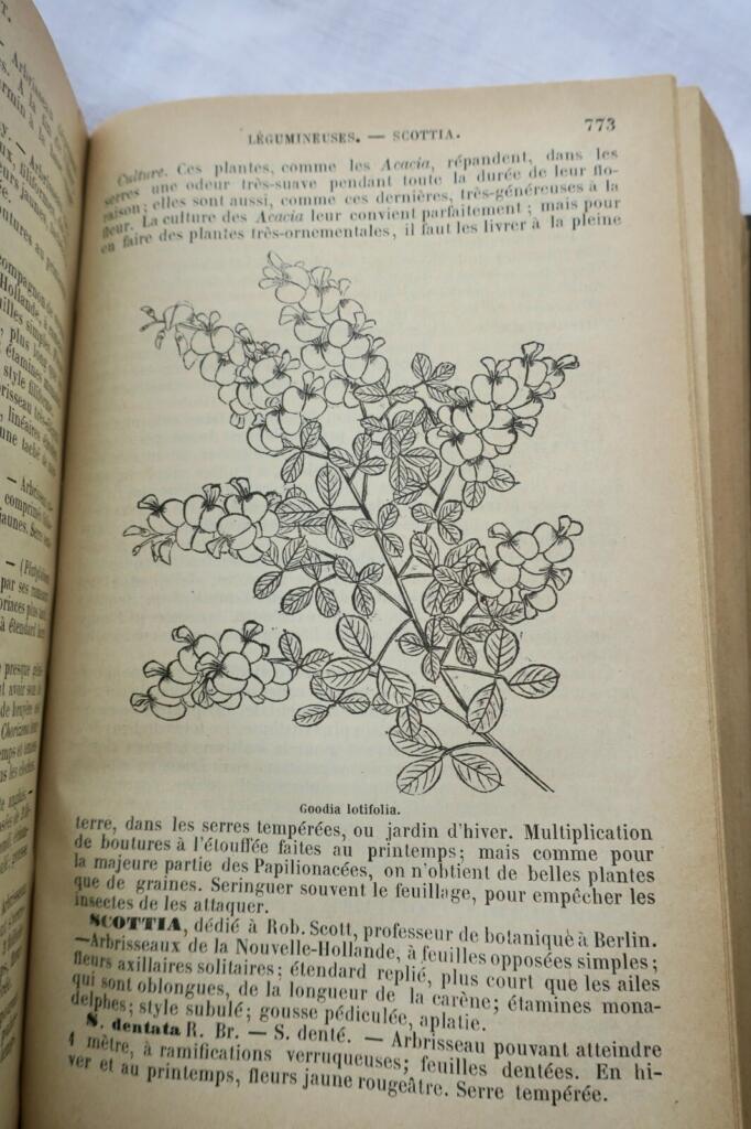 Illustriertes Gartenbuch aus 1884