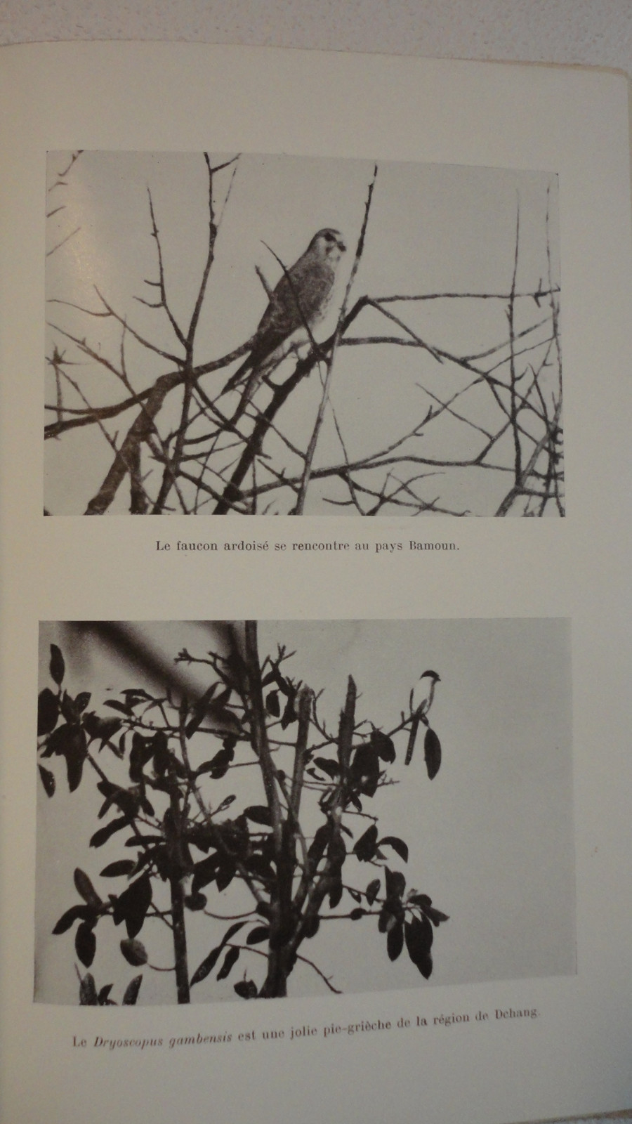 Wildtiere in Kamerun - Image 3