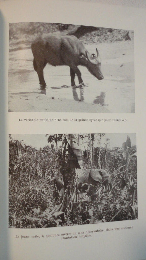 Cameroon Wildlife Expedition Documentation