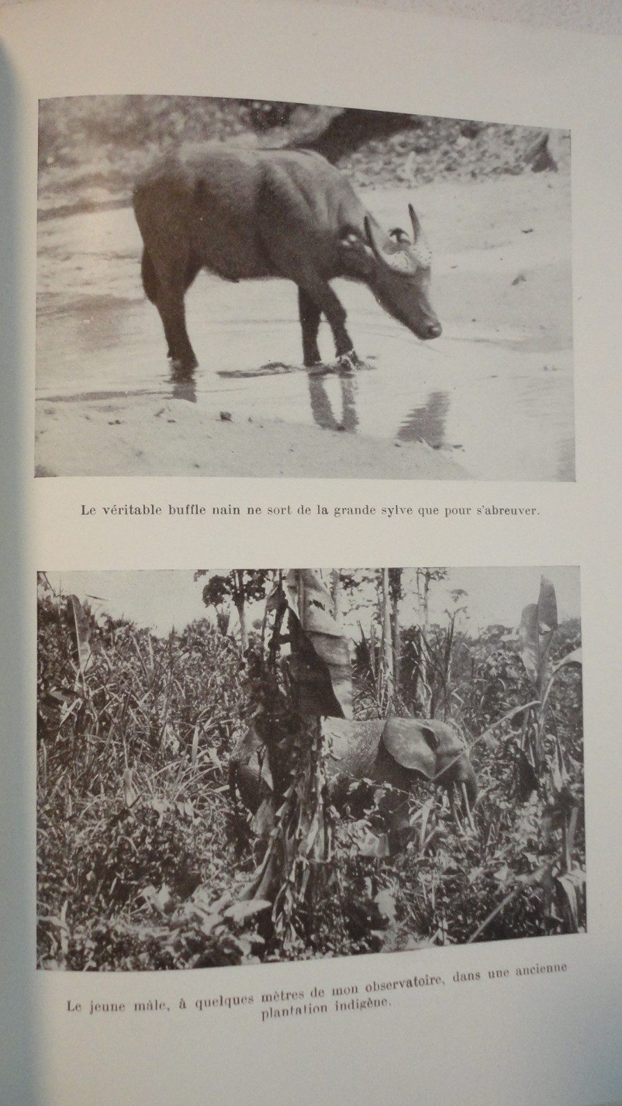 Wildtiere in Kamerun - Image 5