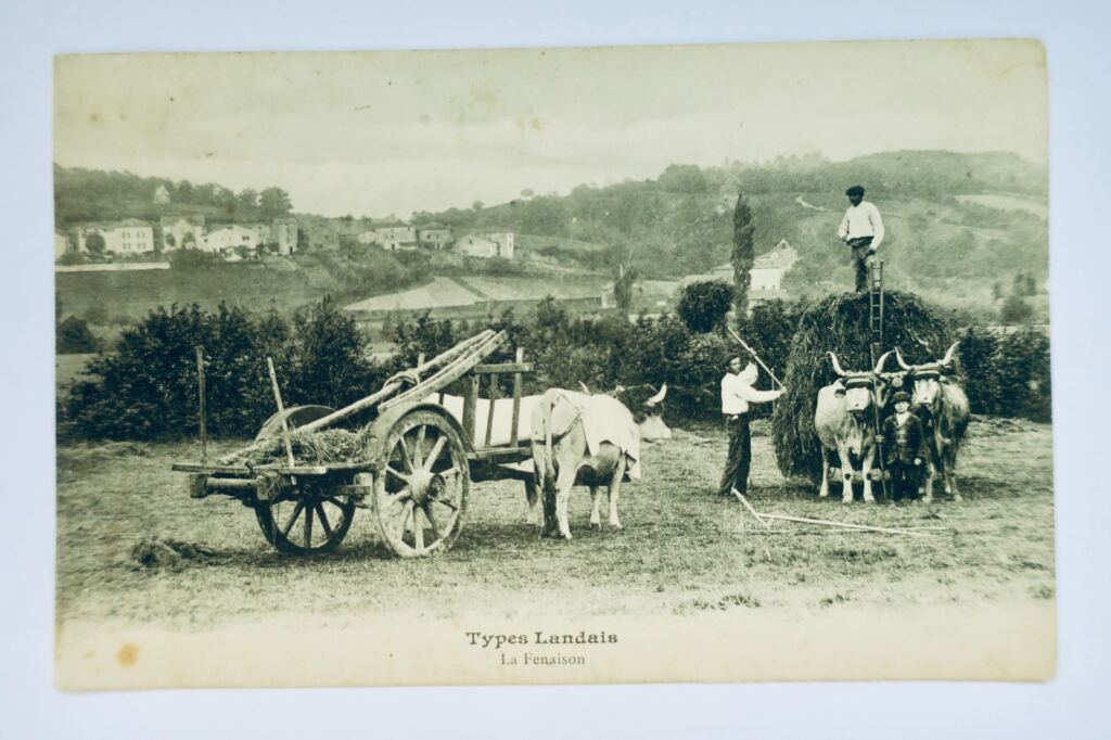 LANDES attelage types landais la fenaison