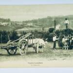 LANDES attelage types landais la fenaison