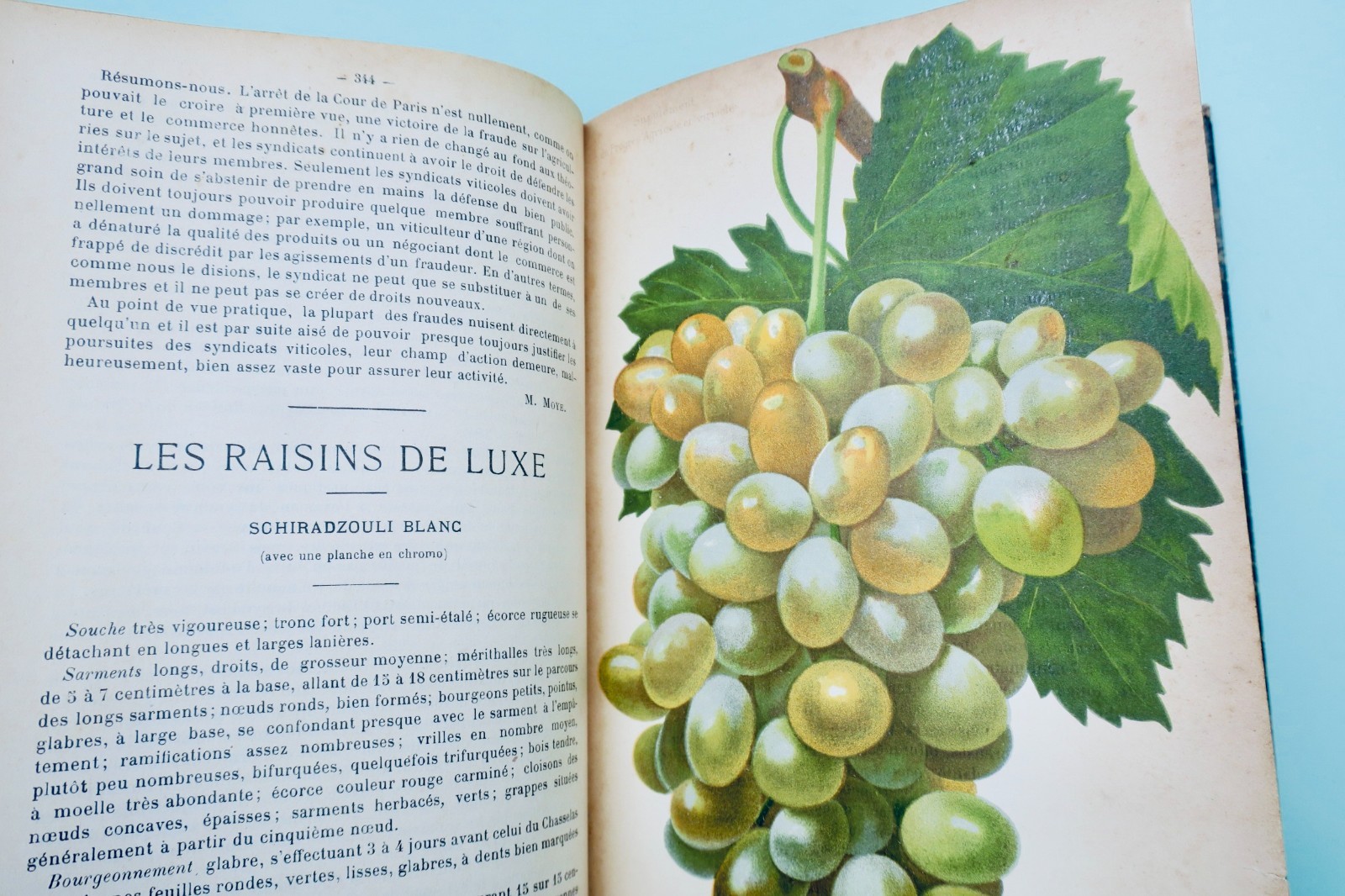 Agricultural and viticultural advancements - Image 7