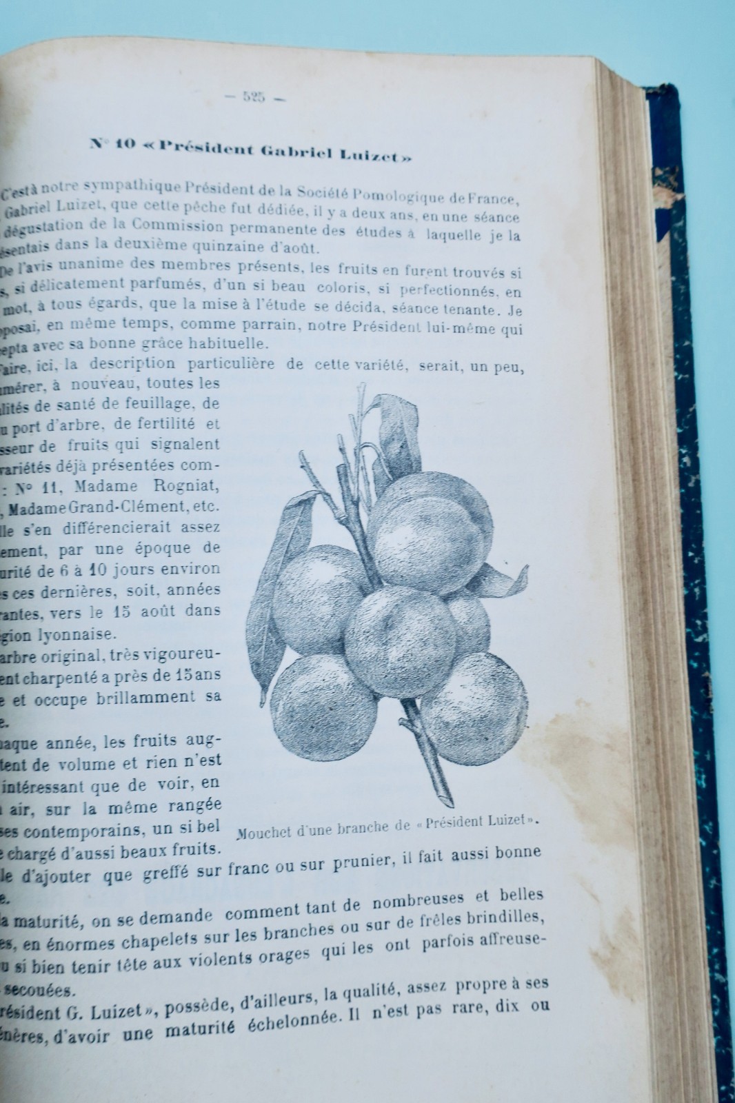 Agricultural and Viticultural Progress - Image 6