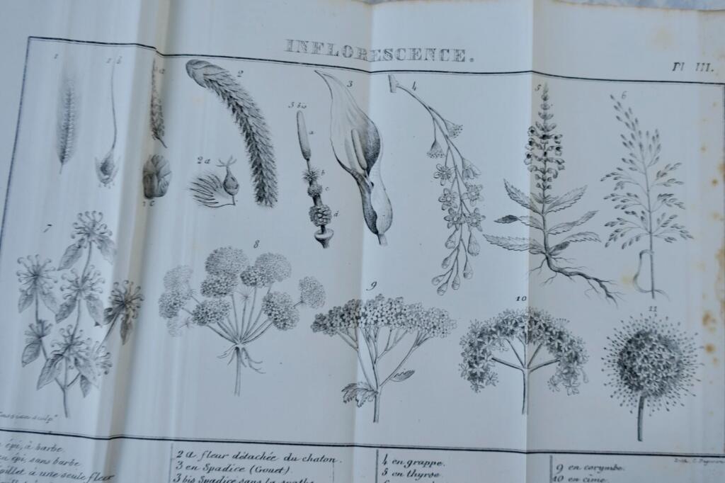 Botanical Lessons for Young Readers 1840
