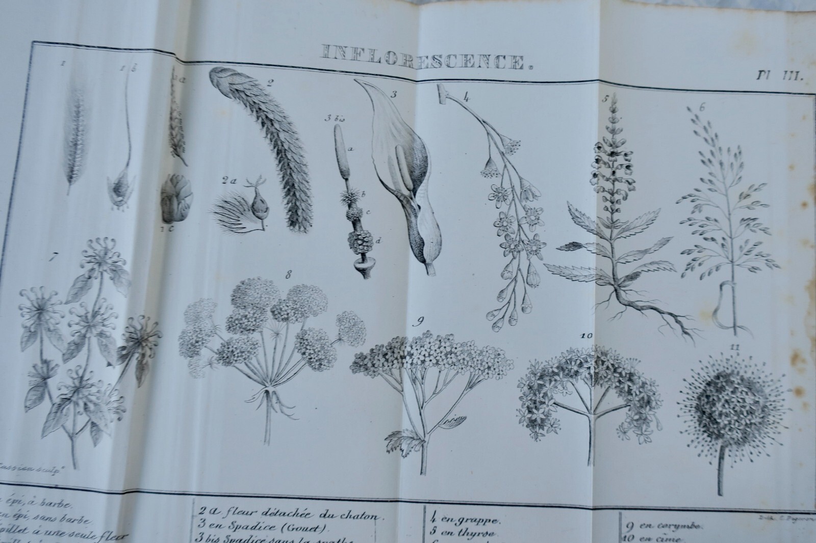 Botanical Lessons for Young Readers 1840 - Image 3