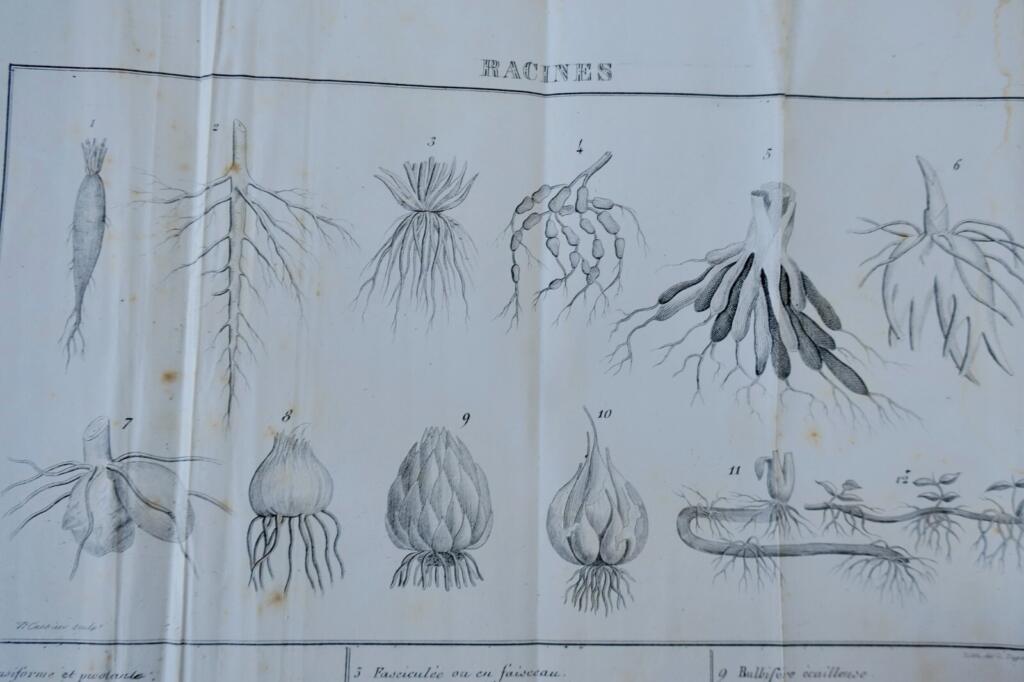 Botanical Lessons for Young Readers 1840