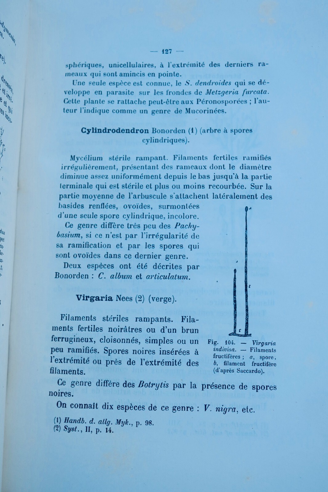 Simple Fungi: History and Classification - Image 3