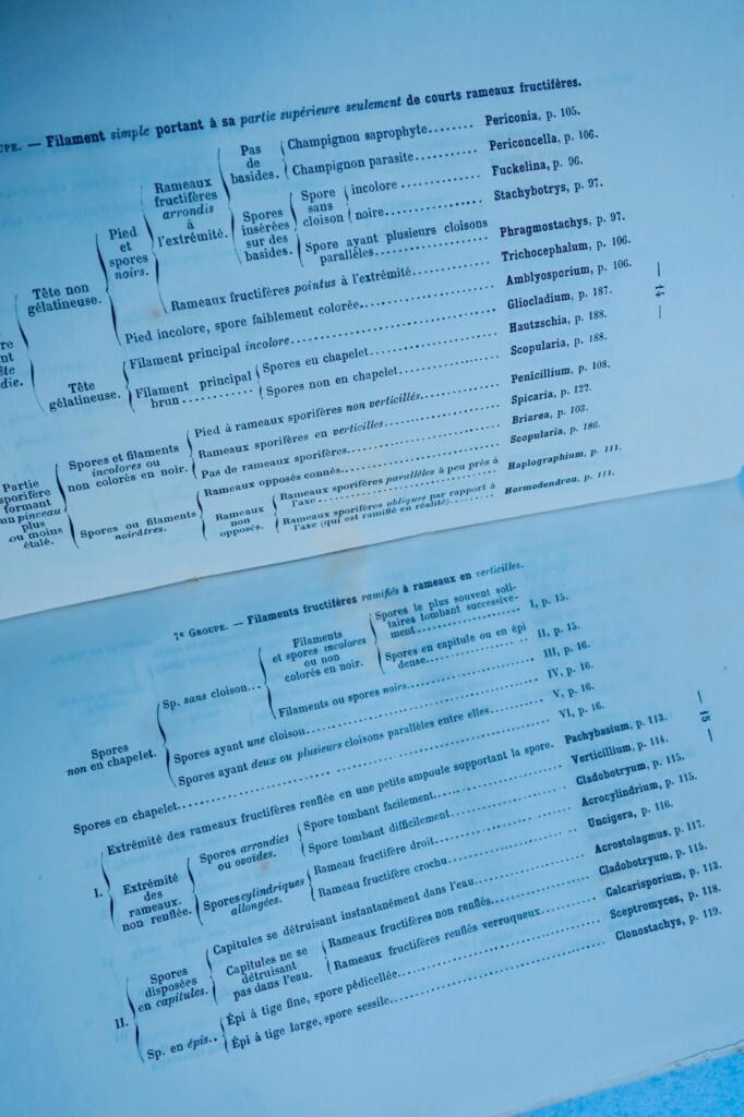Einfache Pilze: Geschichte und Klassifizierung