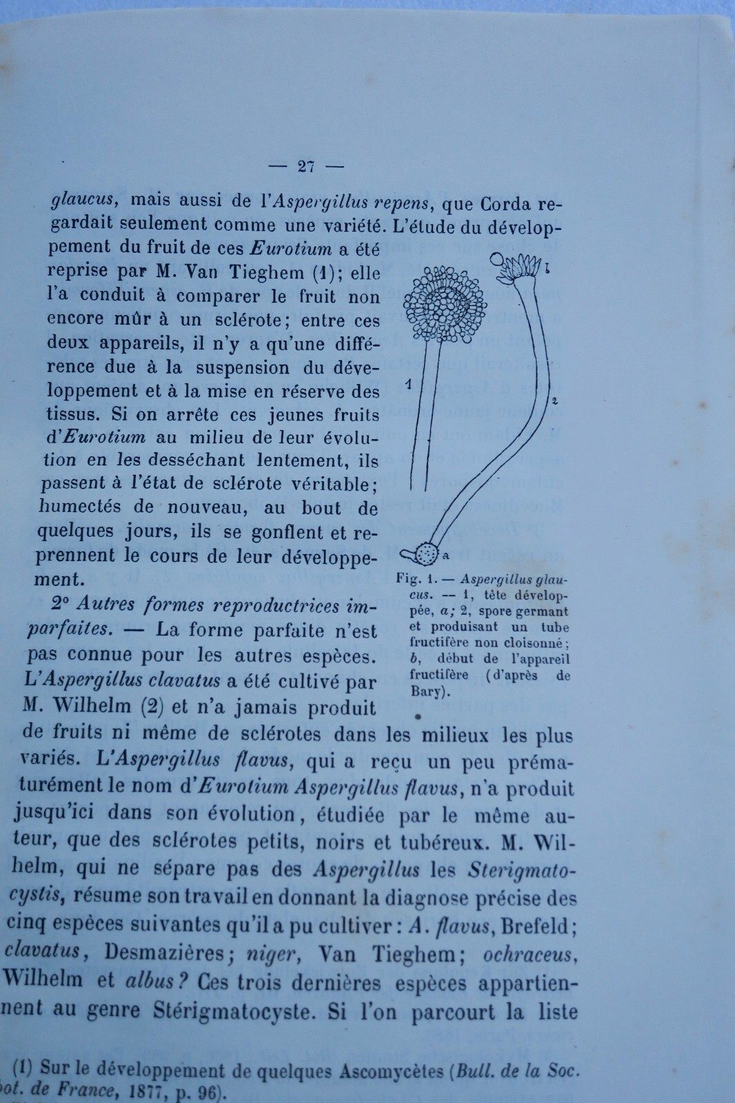 Simple Fungi: History and Classification - Image 7